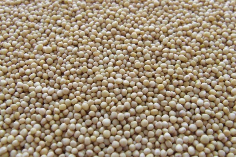 Is Soy The Answer?