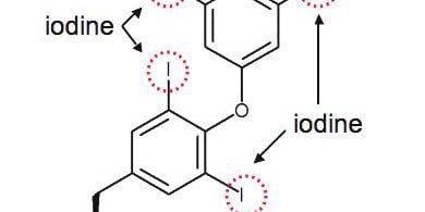 thyroxine-molecle-showing-iodine