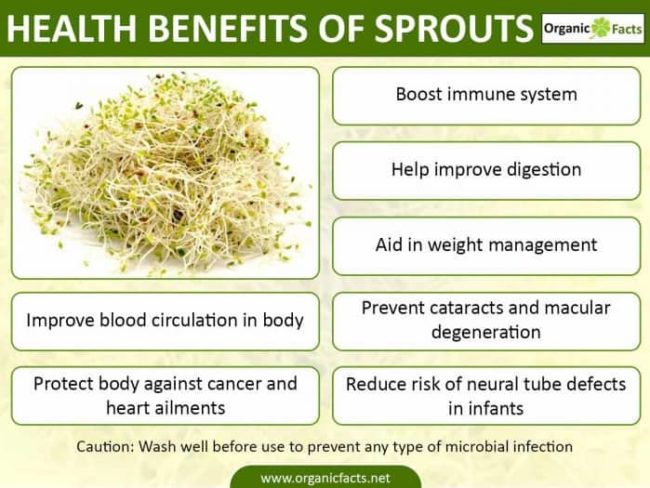 sprouts