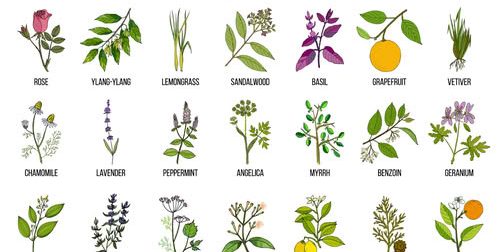 herbs