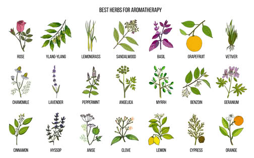 herbs